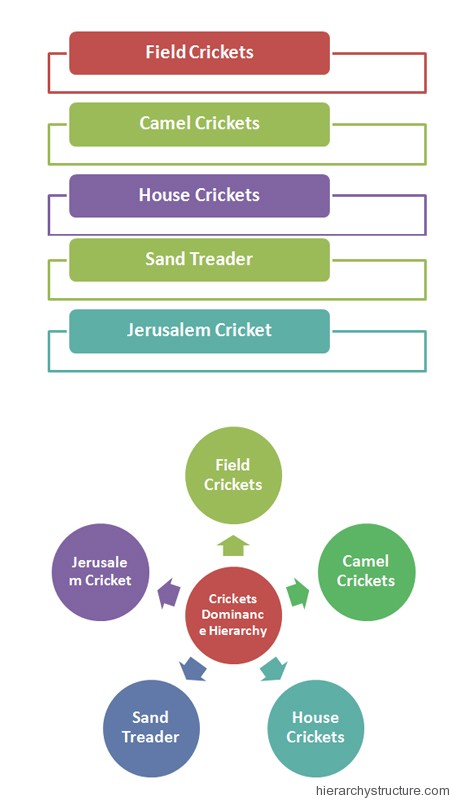 Crickets Dominance Hierarchy Crickets Dominance Hierarchy