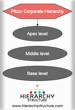 Pfizer Corporate Hierarchy