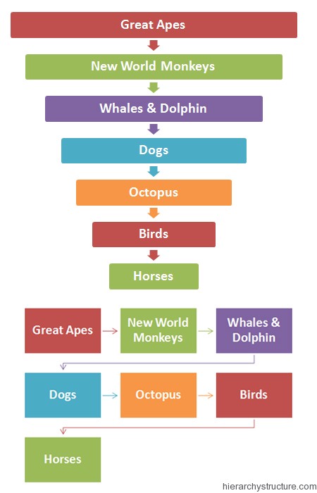 Parrot Intelligence Chart