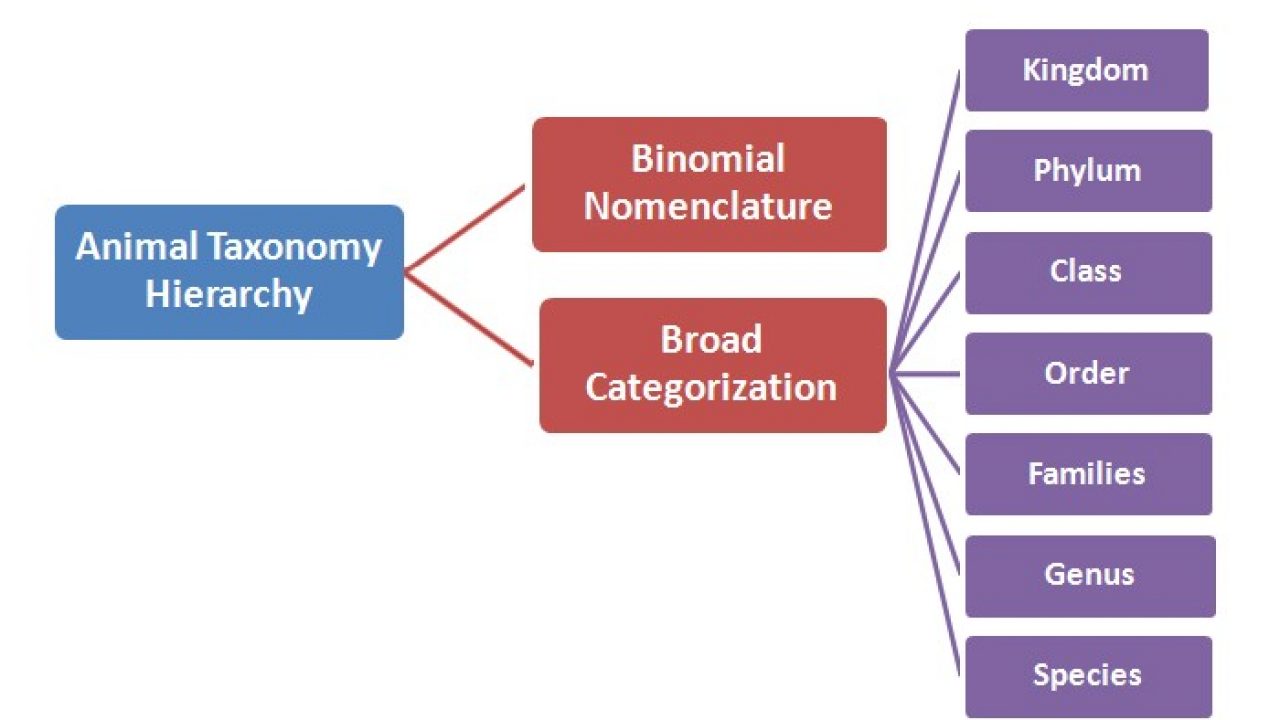 Scientific Classification Of Animals Chart