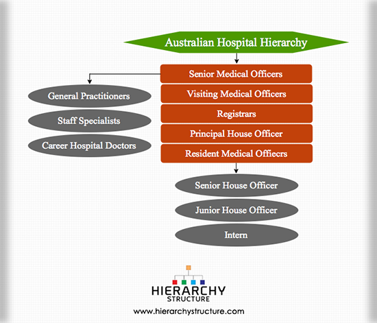 Australian Hospital Hierarchy | Management Structure Chart of