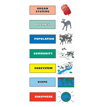 What is Hierarchical Organization Biology?